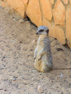 meerkat ayakta öğleden sonra güneş altında kum