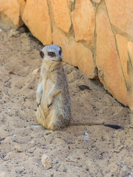 Meerkat tarde em pé na areia sob o sol — Fotografia de Stock