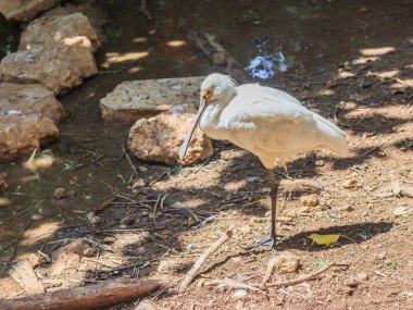 Gölet yakınındaki tek ayak üzerinde Platalea leucorodia duran