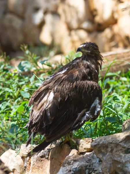 Lesser Spotted Eagle is sitting on a rock — Stock Photo, Image