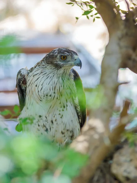 Long-Legged Buzzard is sitting on a tree — Stock Photo, Image