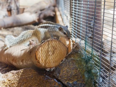 Bir oturum açma oturan çizgili sincap