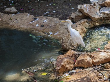 Bubulcus Ibis gölet üzerinde sırtında