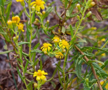 Sarı çiçekli bir çalı İsrail 'in kuzeyindeki Celile' de, hızlı, sığ, soğuk bir dağ olan Ayun nehrinin kıyısında yetişir.