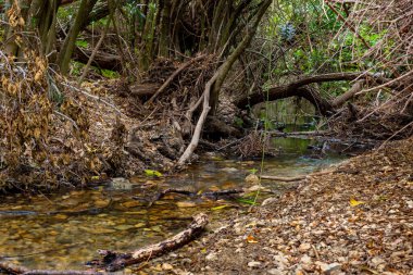 Kuzey İsrail 'deki Celile' deki hızlı, sığ, soğuk Ayun nehri.