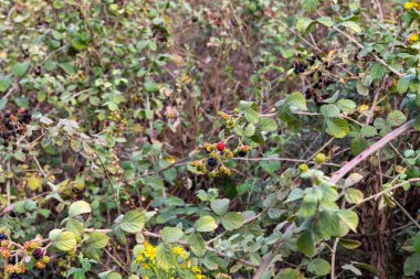 Vahşi siyah frenk üzümlerinin meyveleri İsrail 'in kuzeyindeki Celile' de bulunan Ayun Nehri 'nin sığ, sığ ve soğuk kıyısındaki çalılarda yetişir.