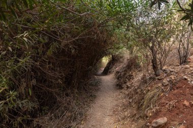Kuzey İsrail 'deki Celile' de Ayun Nehri 'nin sığ, sığ ve soğuk dağının yanından geçen bir patika.