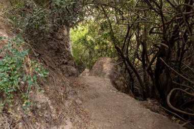 Kuzey İsrail 'deki Celile' de Ayun Nehri 'nin sığ, sığ ve soğuk dağının yanından geçen bir patika.
