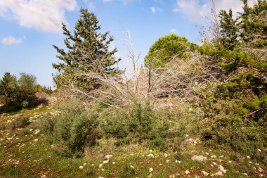 Kuzey İsrail 'de bir dağ yamacındaki bir ormanda büyük kuru bir ağaç bulunur.