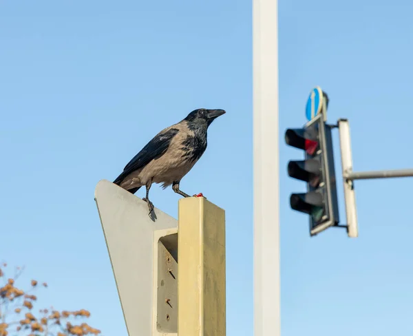Large Black Crow Sits Pole Holds Food City Haifa Northern — Stock Photo, Image
