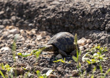 Küçük bir toprak kaplumbağası sabahın erken saatlerinde İsrail 'in kuzeyindeki Golan Tepeleri' ndeki bir ormanda kayalık zeminde sürünür.