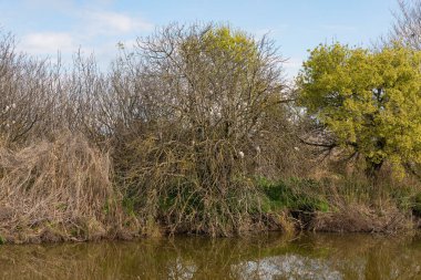 Kuşlar sabahın erken saatlerinde İsrail 'in kuzeyindeki Hula Gölü' ndeki bir su deposunun kıyısındaki kıyı ağaçlarının dallarında otururlar.