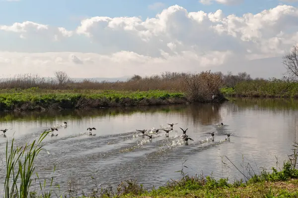 Küçük bir kara göçmen ördek sürüsü sabahın erken saatlerinde kuzey İsrail 'deki Hula Gölü' ndeki bir su deposunun su yüzeyinden havalanıyor.