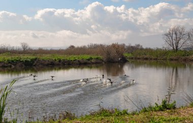 Küçük bir kara göçmen ördek sürüsü sabahın erken saatlerinde kuzey İsrail 'deki Hula Gölü' ndeki bir su deposunun su yüzeyinden havalanıyor.