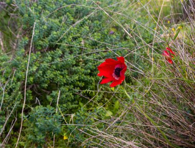 Kızıl Çiçek - Anemone Kuzey İsrail 'deki Mitzpe Benaya gözlem noktasında yetişiyor