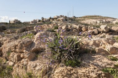 Kral Herod 'un harabelerinde kır çiçekleri yetişir. İsrail' in Yahudi Çölü 'nde Herodion.