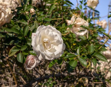 Kudüs 'ün eski Talbia bölgesindeki Yehuda Alkalai Caddesi' ndeki yabani bir gül çalısı üzerinde çiçek açan beyaz bir çiçeğin akşam manzarası