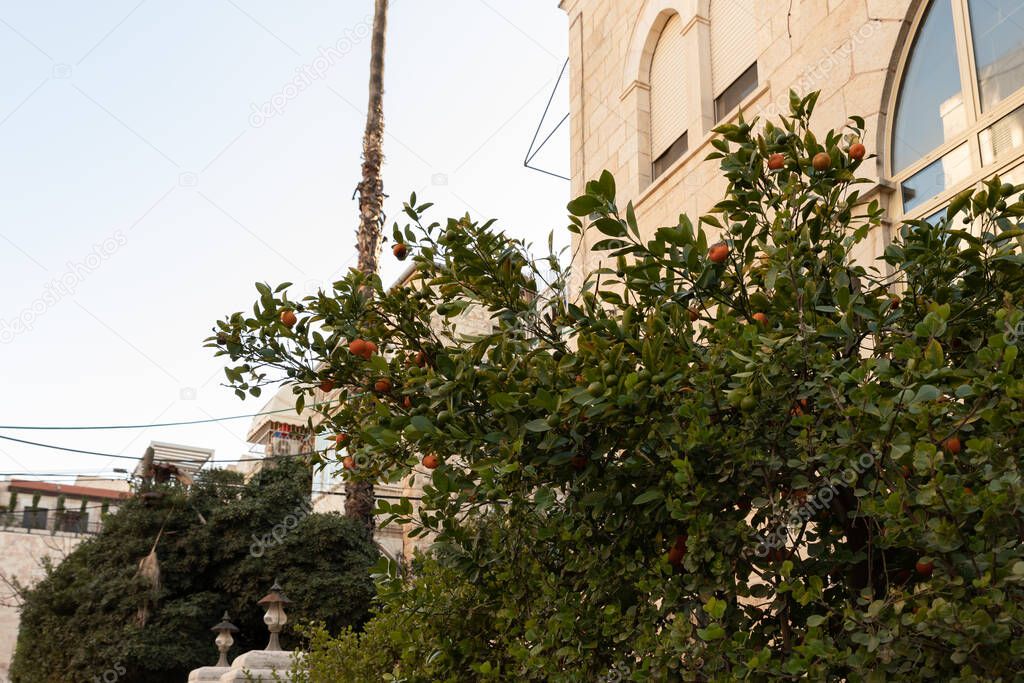 Evening view of a small mandarin tree growing near a house on Lev Haivri Street in the old Jerusalem district Talbia - Komiyum in Jerusalem, Israel