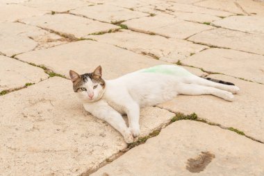 Yeşil boyayla boyanmış beyaz bir kedi İsrail 'in eski Kudüs kasabasındaki Tapınak Tepesi' nin meydanında yatıyor ve dinleniyor.