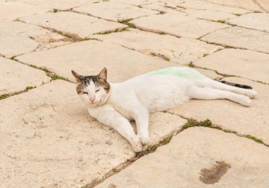 Yeşil boyayla boyanmış beyaz bir kedi İsrail 'in eski Kudüs kasabasındaki Tapınak Tepesi' nin meydanında yatıyor ve dinleniyor.