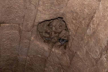 İsrail 'in Kiryat Gat yakınlarındaki Beyt Guvrin' deki Maresha şehrinin harabelerindeki yeraltı odalarında yabani güvercinler yaşıyor.