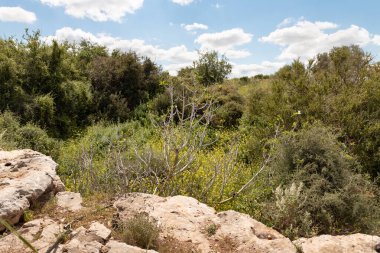İsrail 'in Kiryat Gat yakınlarındaki Beyt Guvrin' deki antik Maresha şehrinin kazılarının yakınındaki doğa.