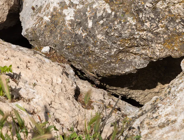 Lagarto Piedra Esconde Entre Piedras Cerca Las Excavaciones Antigua Ciudad —  Fotos de Stock