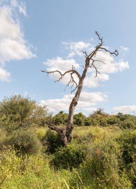 İsrail 'deki Kiryat Gat, Beyt Guvrin' deki Maresha şehri yakınlarındaki Sidonian mağaralarının kazılarının yakınında büyük kuru bir ağaç bulunmaktadır.