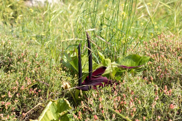 Flower Eretz Israel Loop Arum Palaestinum Palestine Arum Maresha City — Stock Photo, Image