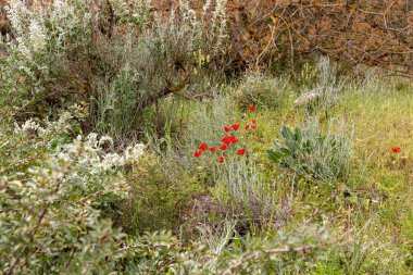 Kızıl yabani gelincikler ilkbaharda çayırlarda yetişir, antik Maresha şehrinin yakınlarında, Beyt Guvrin 'de, Kiryat Gat yakınlarında, İsrail' de.