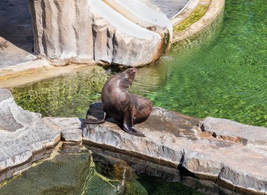 Prague, Czech Republic, May 15, 2024 : A seal sits and basks in sun in its enclosure in the Prague Zoo in Czech Republic