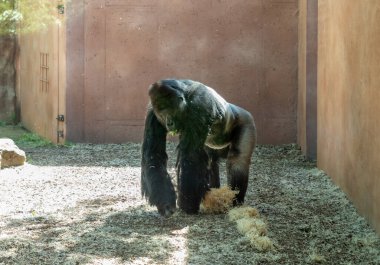 Prague, Czech Republic, May 15, 2024 : Western Lowland Gorilla male in her enclosure in the Prague Zoo in Czech Republic