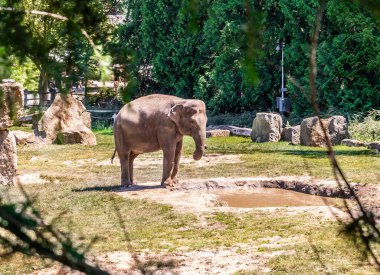 Prague, Czech Republic, May 15, 2024 : Indian elephant stands in its enclosure on territory of the Prague Zoo in Czech Republic