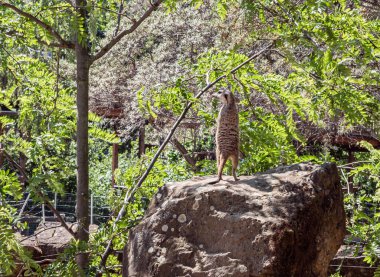 Prague, Czech Republic, May 15, 2024 : Meerkat stands on a high rock and looks around in its enclosure on territory of Prague Zoo in Czech Republic