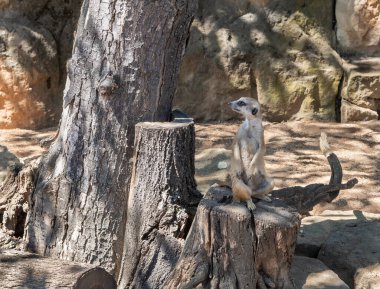 Prague, Czech Republic, May 15, 2024 : Meerkat sits on a wooden stump and looks around in its enclosure on territory of Prague Zoo in Czech Republic