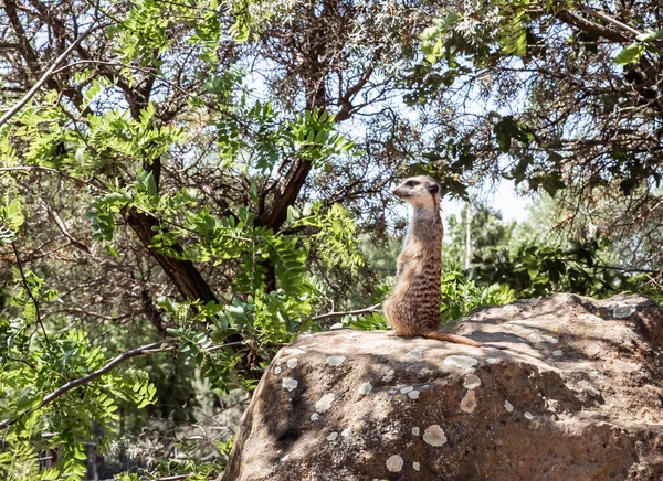 Prague, Czech Republic, May 15, 2024 : Meerkat sits on high rock and looks around in its enclosure on territory of Prague Zoo in Czech Republic