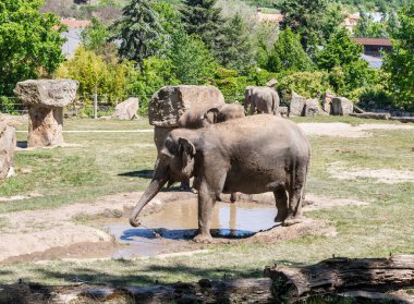 Prag, Çek Cumhuriyeti, 15 Mayıs 2024: Asya fili Çek Cumhuriyeti 'nin Prag Hayvanat Bahçesi' ndeki küçük gölette duruyor