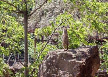 Prag, Çek Cumhuriyeti, 15 Mayıs 2024: Meerkat yüksek bir kayanın üzerinde duruyor ve Çek Cumhuriyeti 'ndeki Prag Hayvanat Bahçesi' nin çevresine bakıyor
