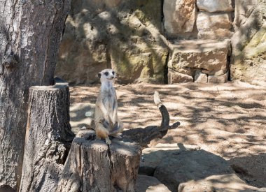 Prag, Çek Cumhuriyeti, 15 Mayıs 2024: Meerkat tahta kütüğün üzerinde oturuyor ve Çek Cumhuriyeti 'nin Prag Hayvanat Bahçesi bölgesindeki çevresine bakıyor
