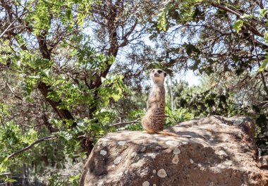 Prag, Çek Cumhuriyeti, 15 Mayıs 2024: Meerkat yüksek bir kayanın üzerinde oturuyor ve Çek Cumhuriyeti 'nin Prag Hayvanat Bahçesi' ndeki çevresine bakıyor