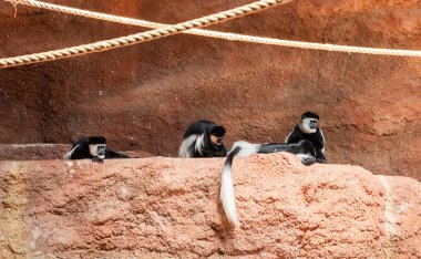 Prag, Çek Cumhuriyeti, 15 Mayıs 2024: Mantolu Guereza maymunları Çek Cumhuriyeti Prag Hayvanat Bahçesi 'nde dinleniyor