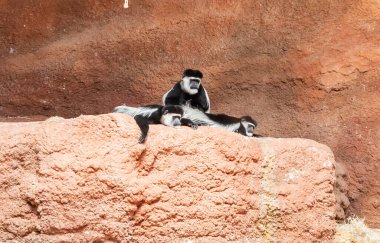 Prag, Çek Cumhuriyeti, 15 Mayıs 2024: Mantolu Guereza maymunları Çek Cumhuriyeti 'ndeki Prag Hayvanat Bahçesi' nde dinleniyor