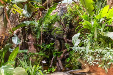 Prag, Çek Cumhuriyeti, 15 Mayıs 2024: Çek Cumhuriyeti Prag Hayvanat Bahçesi 'nde tropik botanik bahçesi
