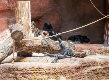 Prag, Çek Cumhuriyeti, 15 Mayıs 2024: Çek Cumhuriyeti 'ndeki Prag Hayvanat Bahçesi' nde dinlenen Genç Batı Bölgesi Gorilleri