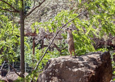 Prag, Çek Cumhuriyeti, 15 Mayıs 2024: Meerkat yüksek kayanın üzerinde duruyor ve Çek Cumhuriyeti 'nin Prag Hayvanat Bahçesi' ndeki çevresine bakıyor