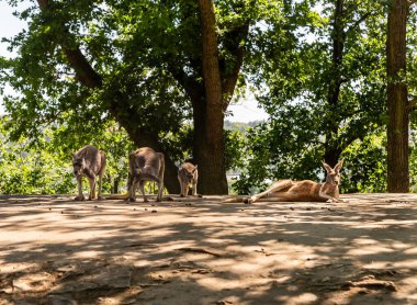 Prag, Çek Cumhuriyeti, 15 Mayıs 2024: Çek Cumhuriyeti 'ndeki Prag Hayvanat Bahçesi' nde çok sayıda Kızıl kanguru bulunuyor