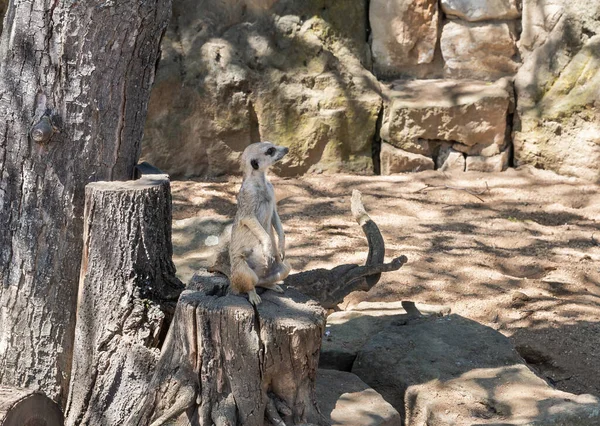 Prag, Çek Cumhuriyeti, 15 Mayıs 2024: Meerkat tahta kütüğün üzerinde oturur ve Çek Cumhuriyeti 'nin Prag Hayvanat Bahçesi bölgesindeki çevresine bakar