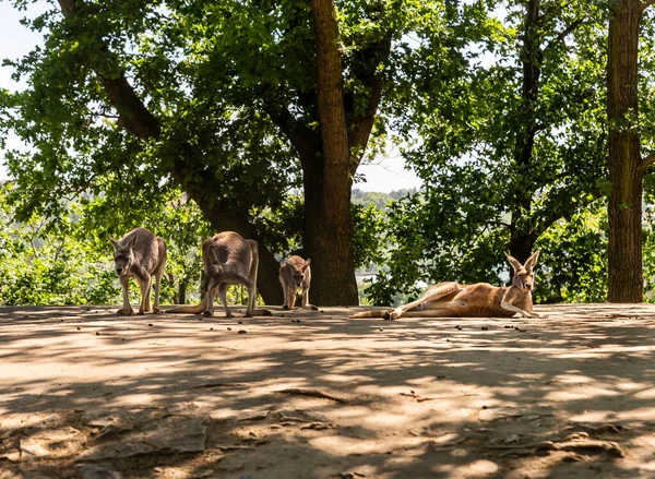 Prag, Çek Cumhuriyeti, 15 Mayıs 2024: Çek Cumhuriyeti 'ndeki Prag Hayvanat Bahçesi' nde çok sayıda Kızıl kanguru bulunuyor