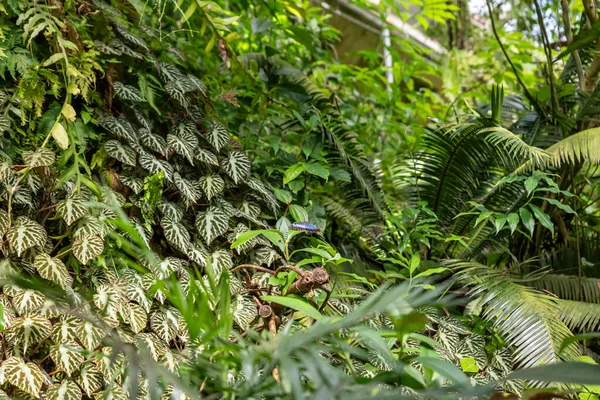 Prag, Çek Cumhuriyeti, 15 Mayıs 2024: Çek Cumhuriyeti Prag Botanik Bahçesindeki Fata Morgana Tropikal Serasında yeşil orman