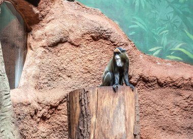 Prag, Çek Cumhuriyeti, 15 Mayıs 2024: De Brazzas Maymunu Çek Cumhuriyeti Prag Hayvanat Bahçesi 'ndeki bir ağaç kütüğünde oturuyor